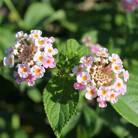 Feriehus Casa Alessia Villasimius