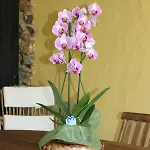 Casa Alessia ヴィッラシミーウス