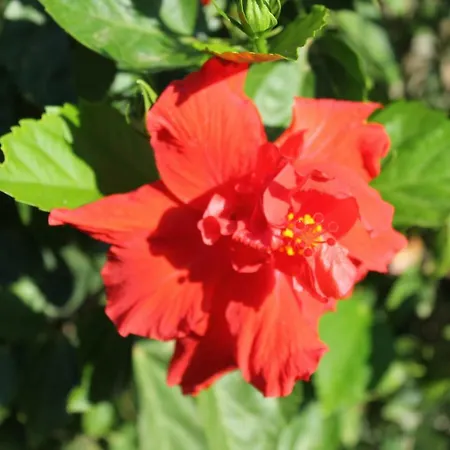 Hébergement de vacances Casa Alessia
