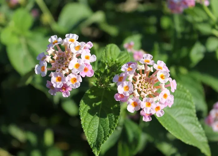 Hébergement de vacances Casa Alessia Villasimius